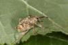 Curculio venosus